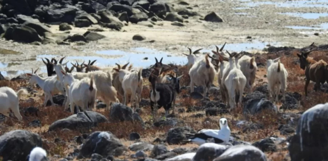 Cabras isoladas por 200 anos na Bahia chamam atenção de cientistas; entenda
