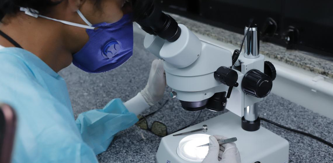 Biofábrica no DF produz mosquitos que ajudam no combate à dengue