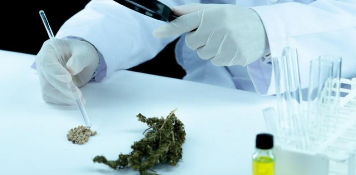 Embrapa fecha acordo para pesquisas sobre cultivo de cannabis para fins medicinais