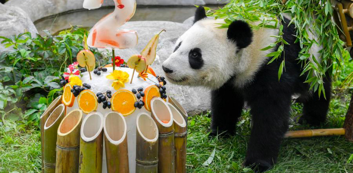 Primeira panda russa, 
