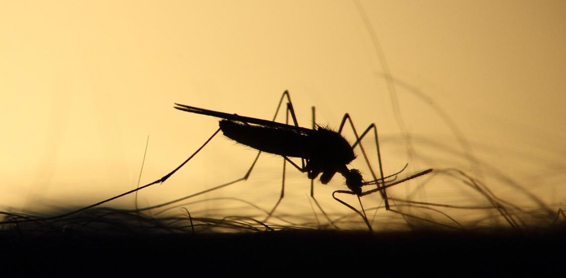 Surtos de chikungunya e expansão do vírus oropouche geram alerta em países das Américas