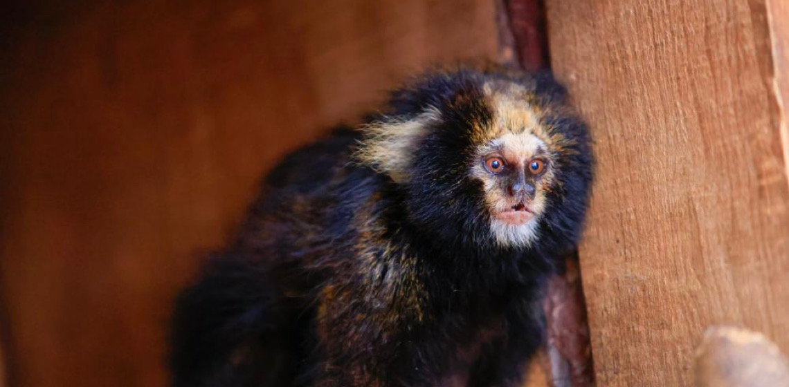 Zoológico de Brasília recebe casal de saguis-de-serra-escuro encontrado em São Paulo