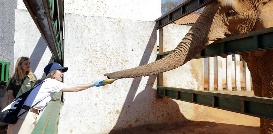 Visitantes do Zoológico de Brasília conhecem a rotina de cuidados dos animais