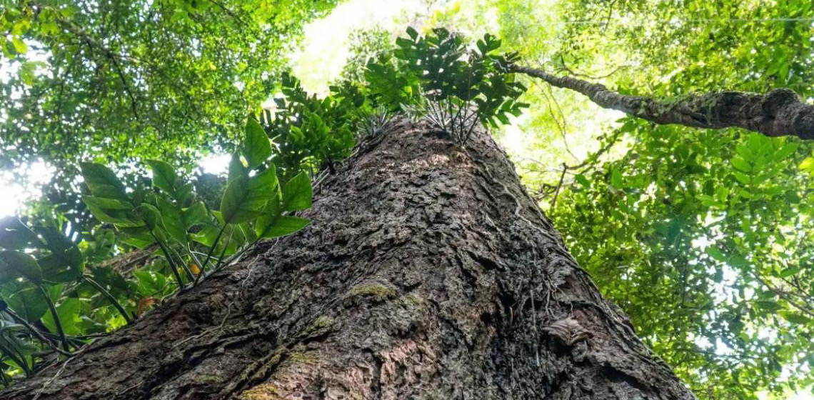 Mudança climática: Gigantes da Amazônia podem ajudar cientistas