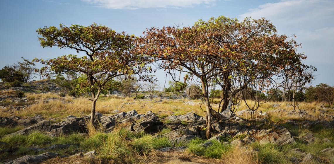 Preservação do Cerrado ganha força com agricultura orgânica
