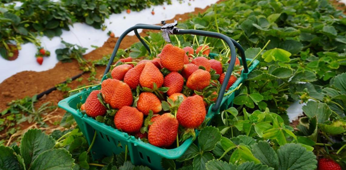 Tecnologia e dedicação fazem de produtor de Brazlândia uma referência no cultivo de morangos