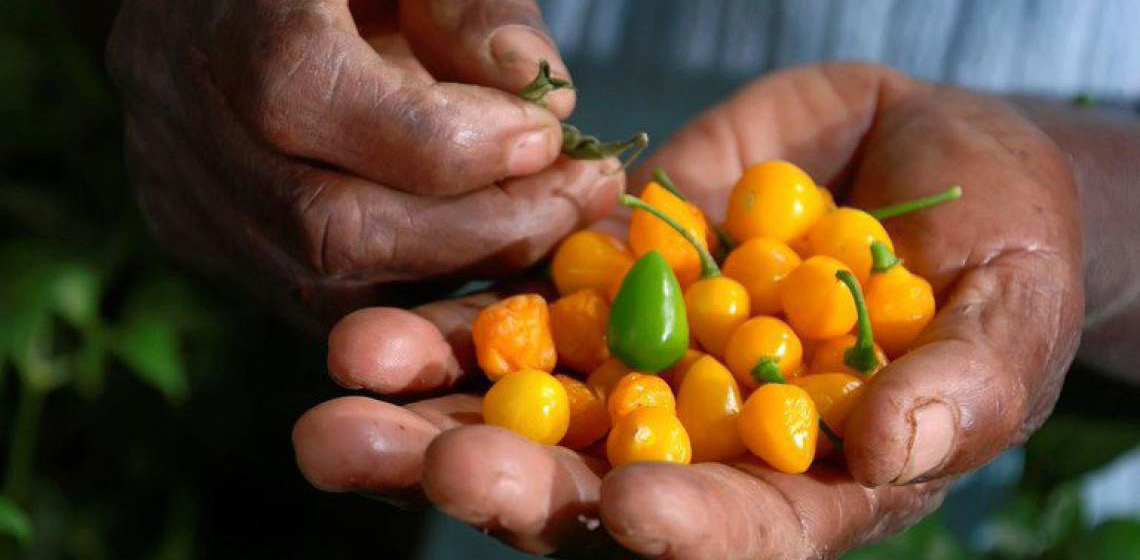 Brasil lança selo de origem para identificar produtos de comunidades tradicionais