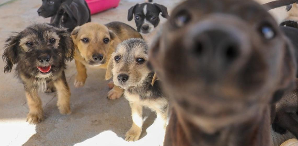 Albergue temporário do Castra-DF transforma vida de cães resgatados e prepara animais para adoção responsável