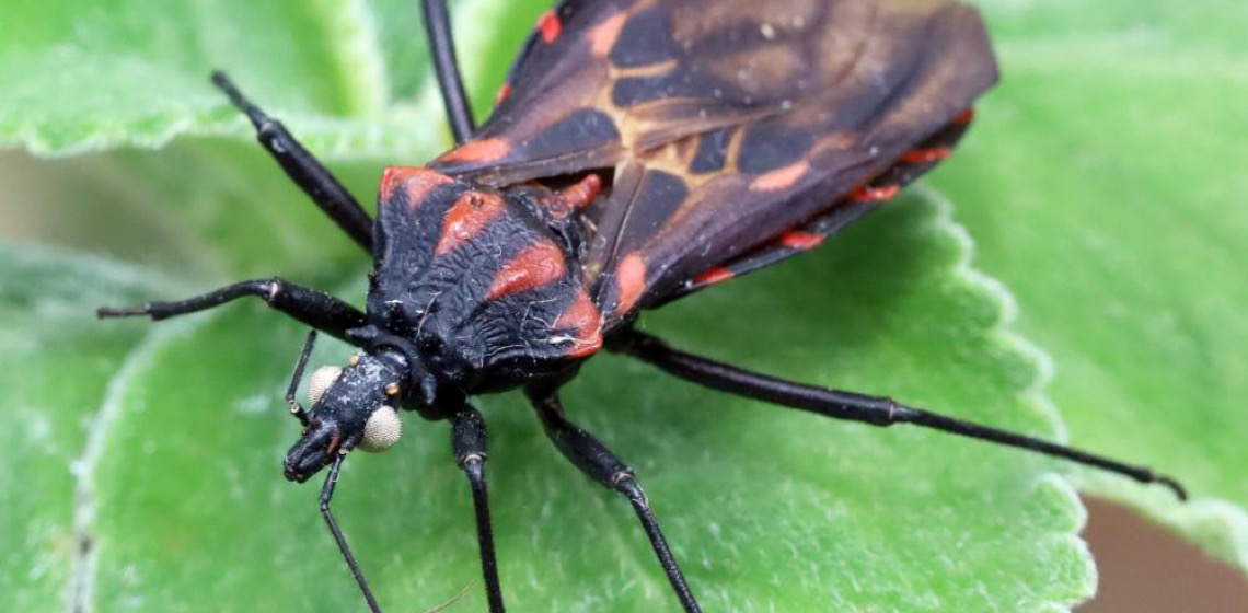 Doença de Chagas: Vigilância Ambiental do DF orienta sobre o que fazer ao encontrar um barbeiro
