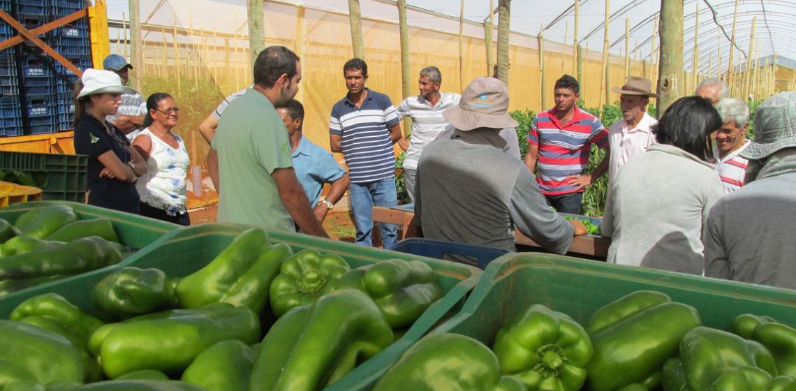 Semana do Pimentão 2025 movimenta núcleo rural Taquara a partir de terça-feira, 9