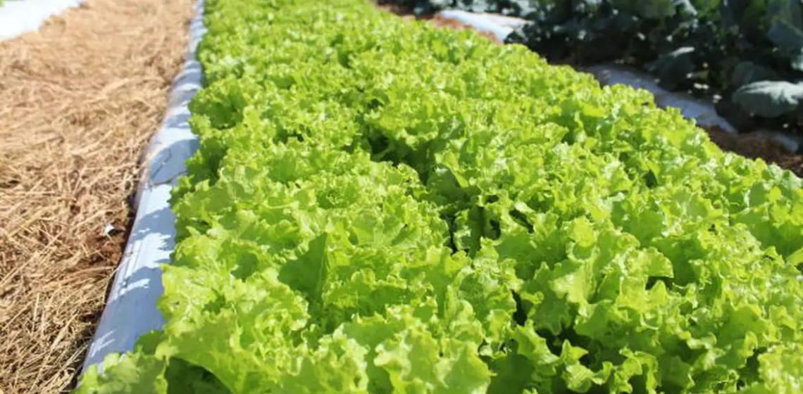 Crise climática ameaça cultivo de alface em campo aberto, diz Embrapa
