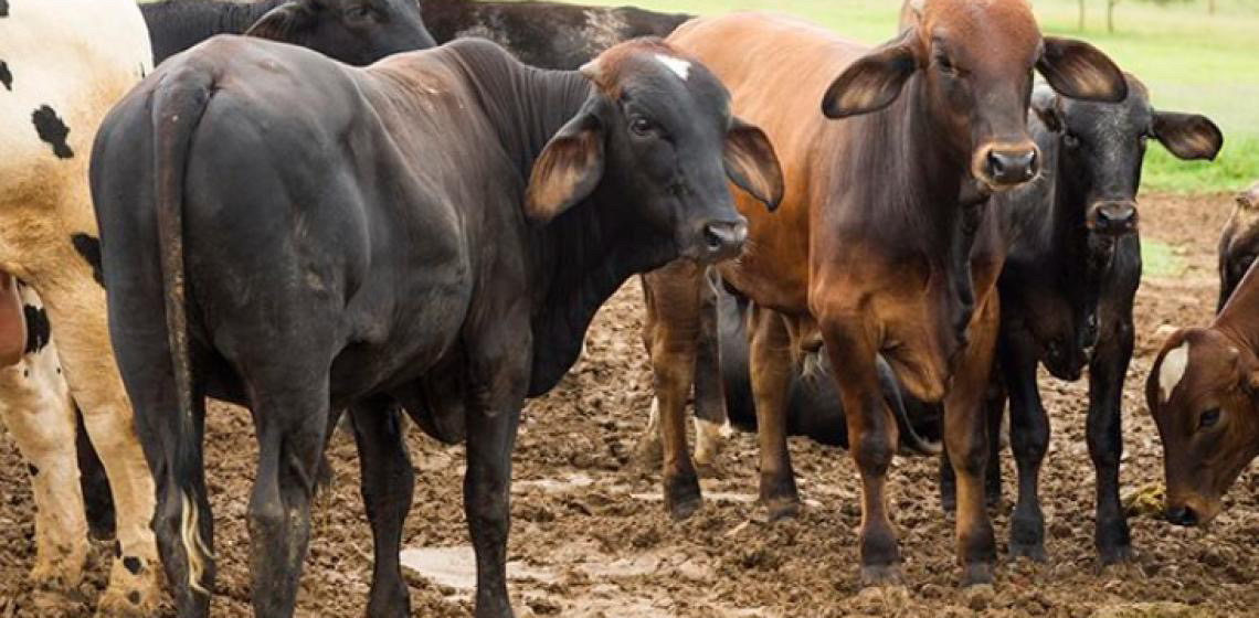 Abate de bovinos cresce 3,9% no 2° trimestre de 2025, foram abatidas 10,46 milhões de cabeças