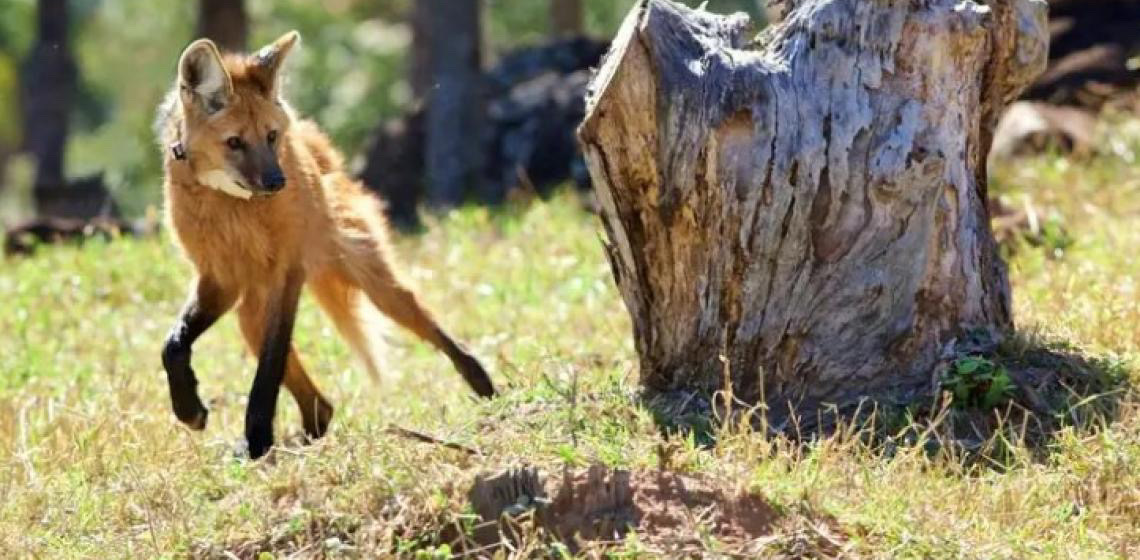 Lobo-guará é amigo da agropecuária e pode beneficiar produção