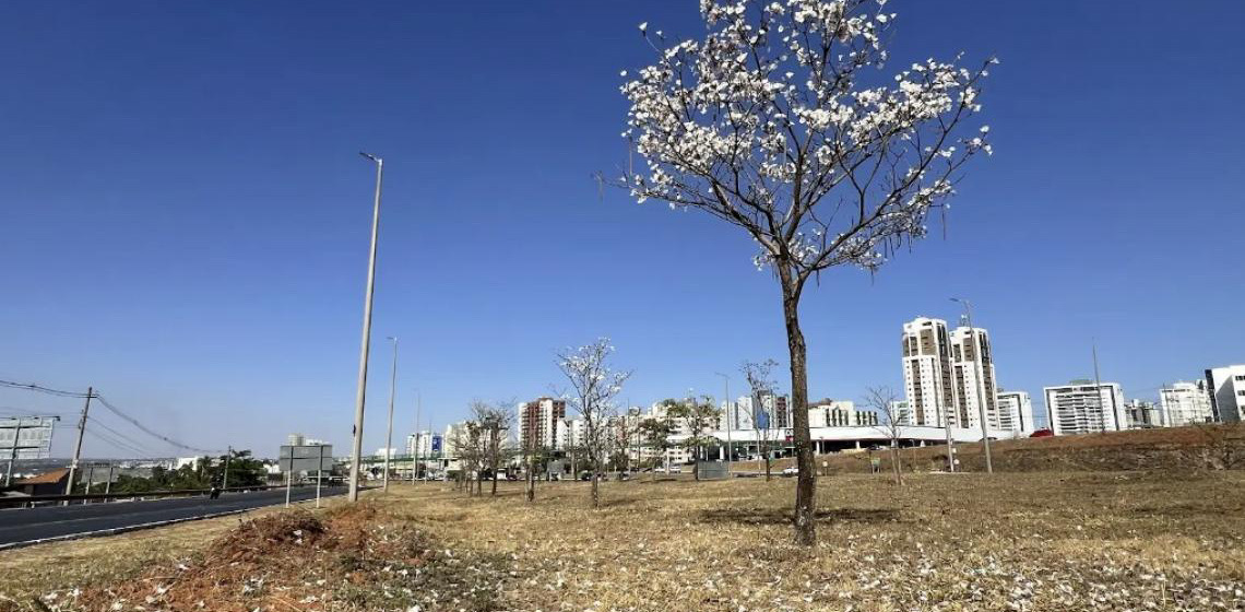 Jovens ipês da Estrada Parque Taguatinga florescem pela primeira vez