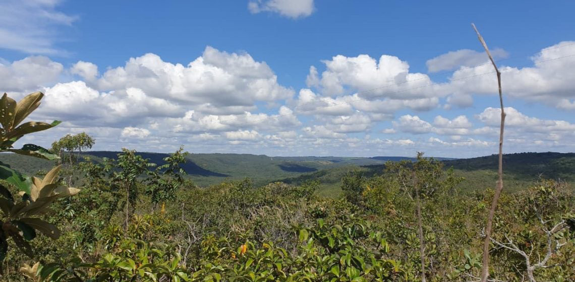 Salvar o Cerrado exige que Brasil converta ciência em políticas públicas, defende pesquisadora