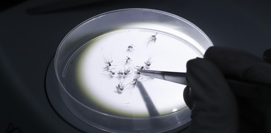 Wolbitos: Perguntas e respostas sobre o método que vai combater a dengue no DF