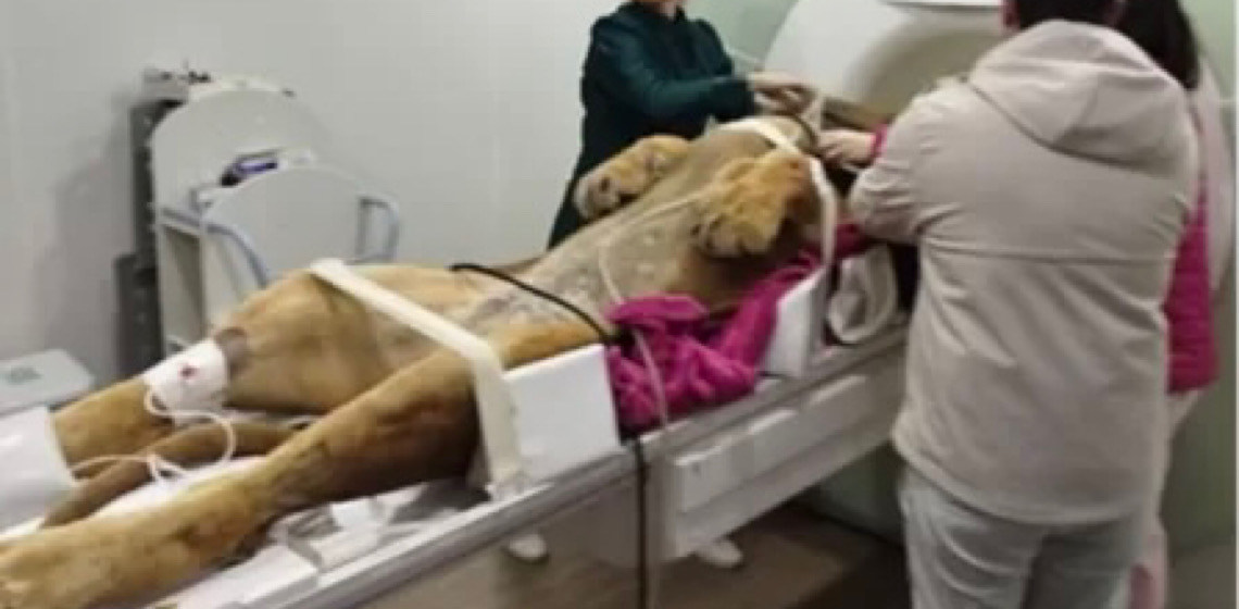 Leão de 160 kg faz ressonância magnética e exige equipe de 12 profissionais