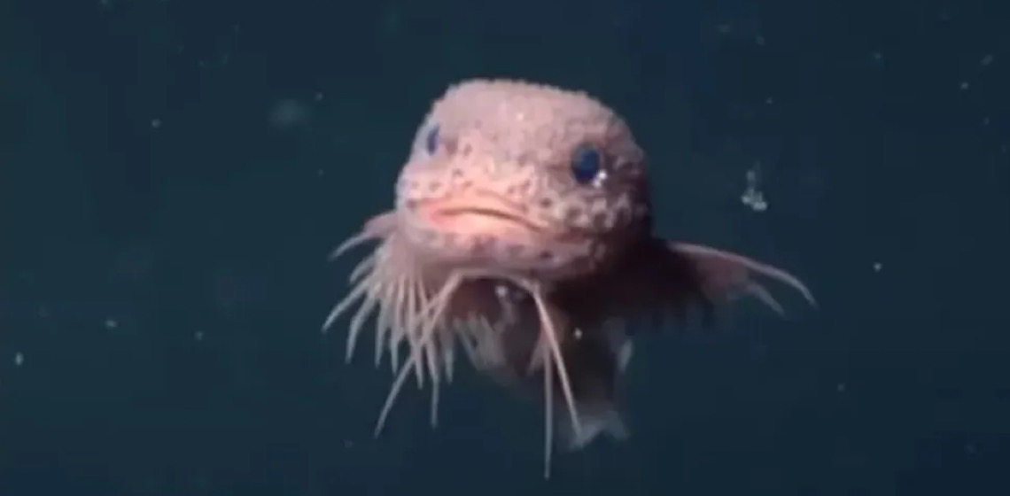 Cientistas encontram peixes 'fofinhos' incomuns em precipício no oceano