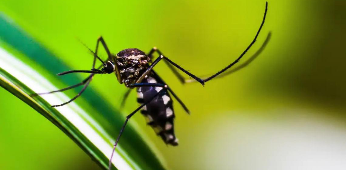 Chikungunya traz preocupações após uma década de presença no Brasil
