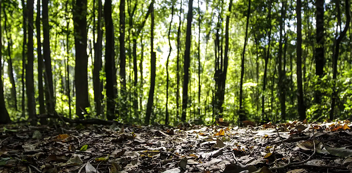 Produção florestal do país cresce 16,7% e chega a R$ 44,3 bi em 2024 