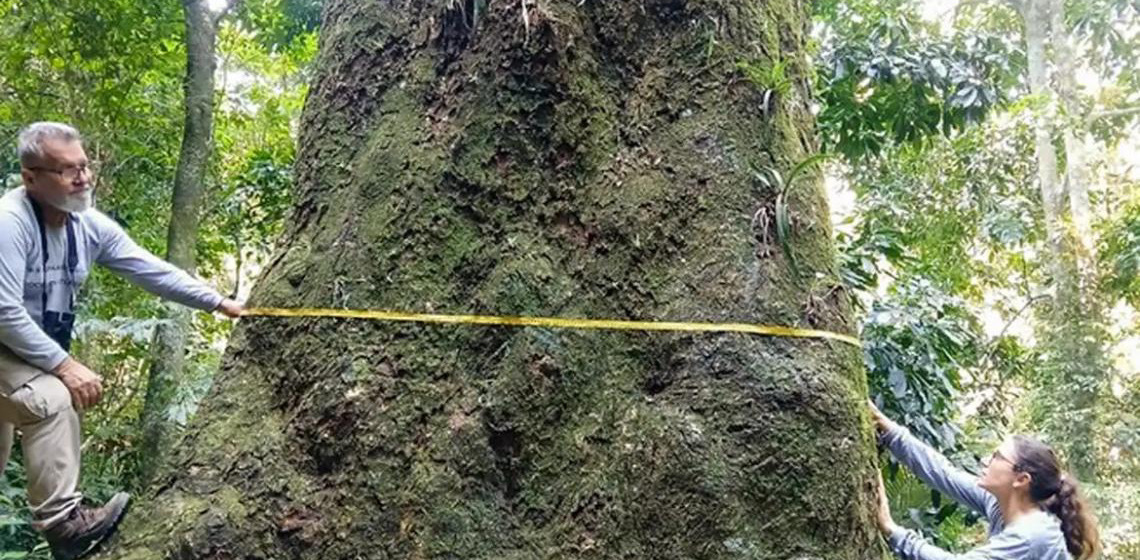 Jequitibá-rosa com cerca de 500 anos é localizado em parque no Rio de Janeiro