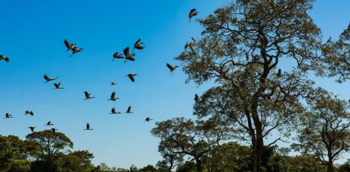 Presidente Lula sanciona lei que reforça uso sustentável e proteção do Pantanal