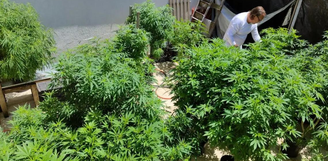 Advocacia-Geral da União-AGU pede mais tempo para regular uso da cannabis medicinal