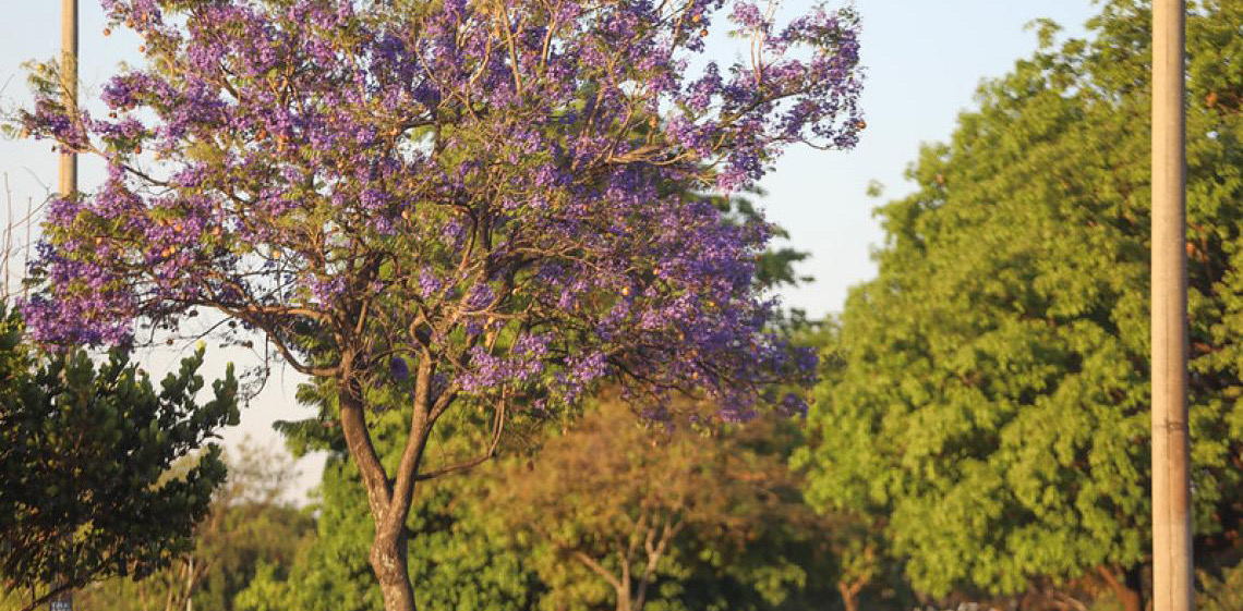 Ipês-roxos ou jacarandás-mimosos? Árvores que fascinam e confundem brasilienses