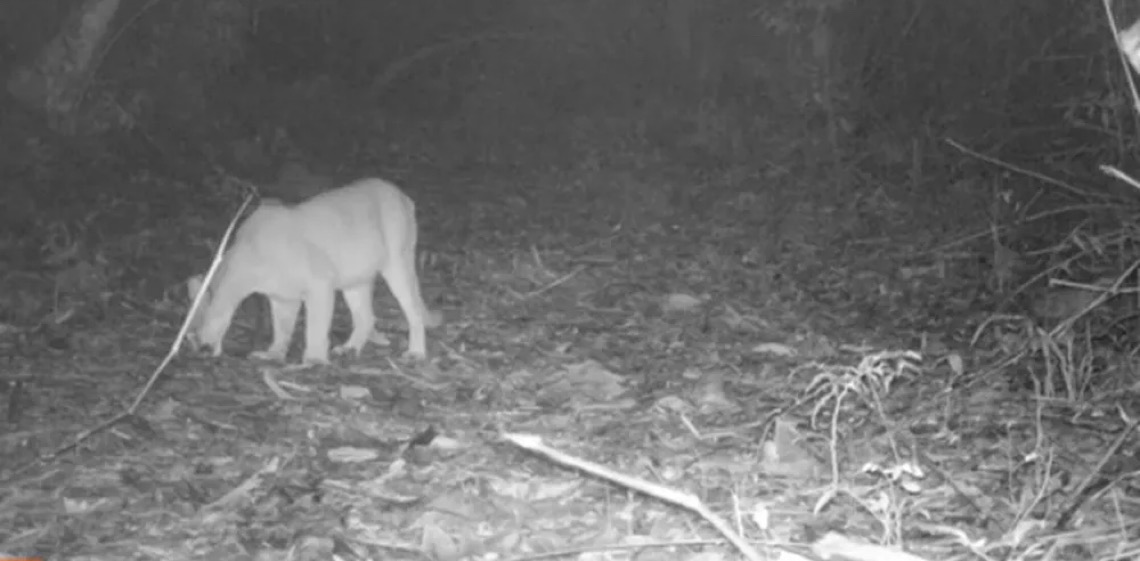 Onças-pardas 'conversam' em registro inédito em reserva biológica do RJ
