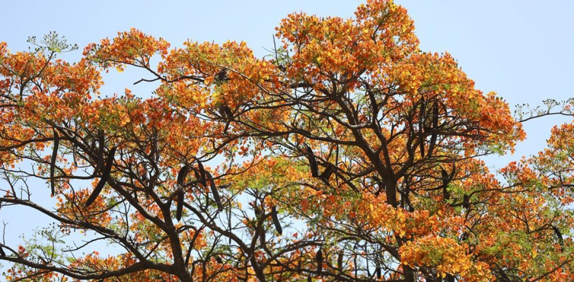 Cor em meio à seca: Flamboyants florescem no Distrito Federal