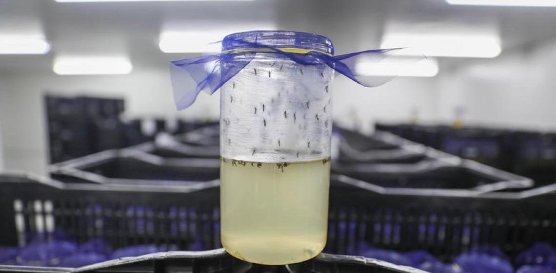 No Distrito Federal, Núcleo de Controle Químico e Biológico é estratégico no combate à dengue