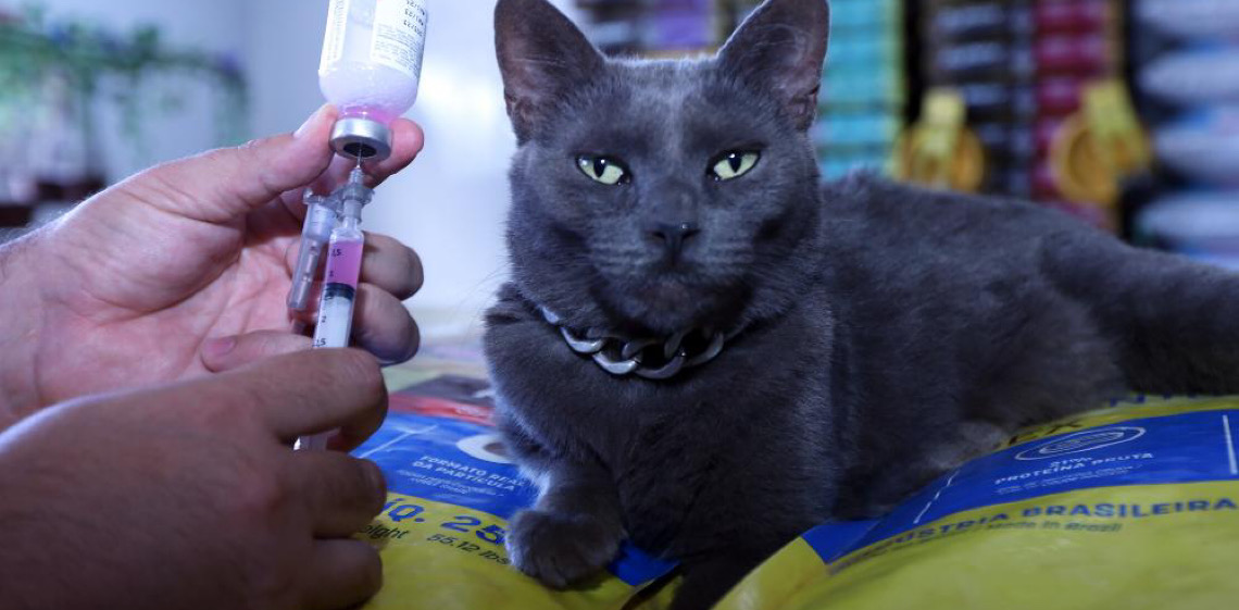 Campanha contra a raiva espera imunizar 160 mil cães e gatos em outubro no DF