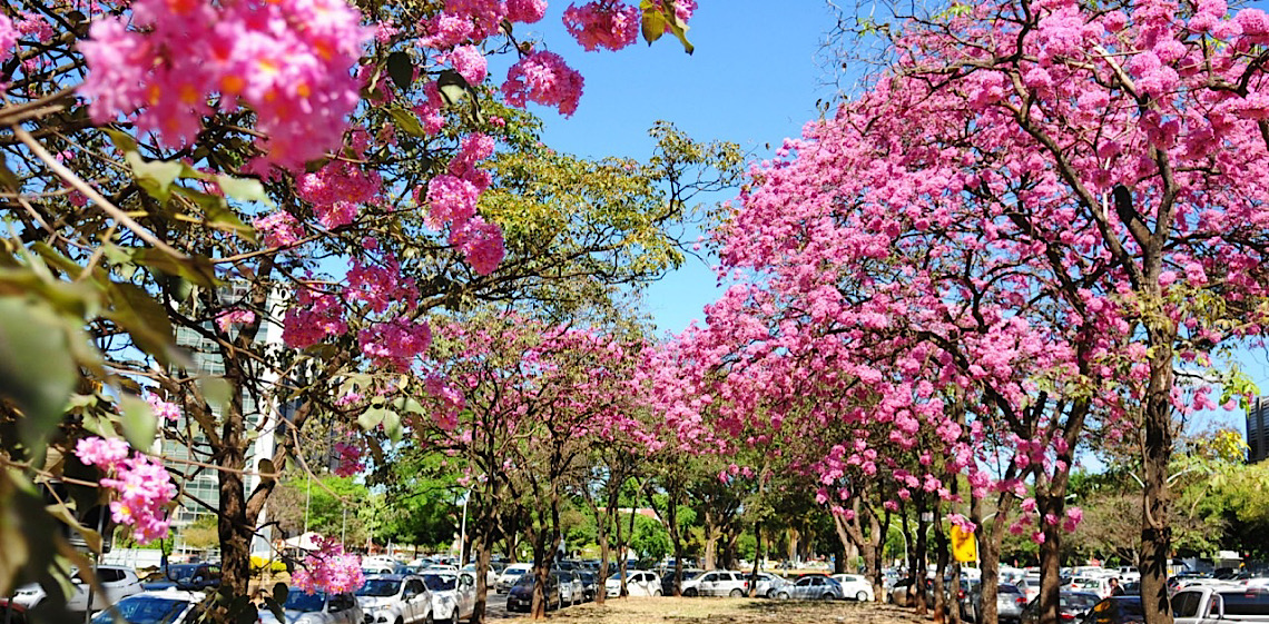 Um toque de rosa na capital: Nova florada de ipês começa em Brasília