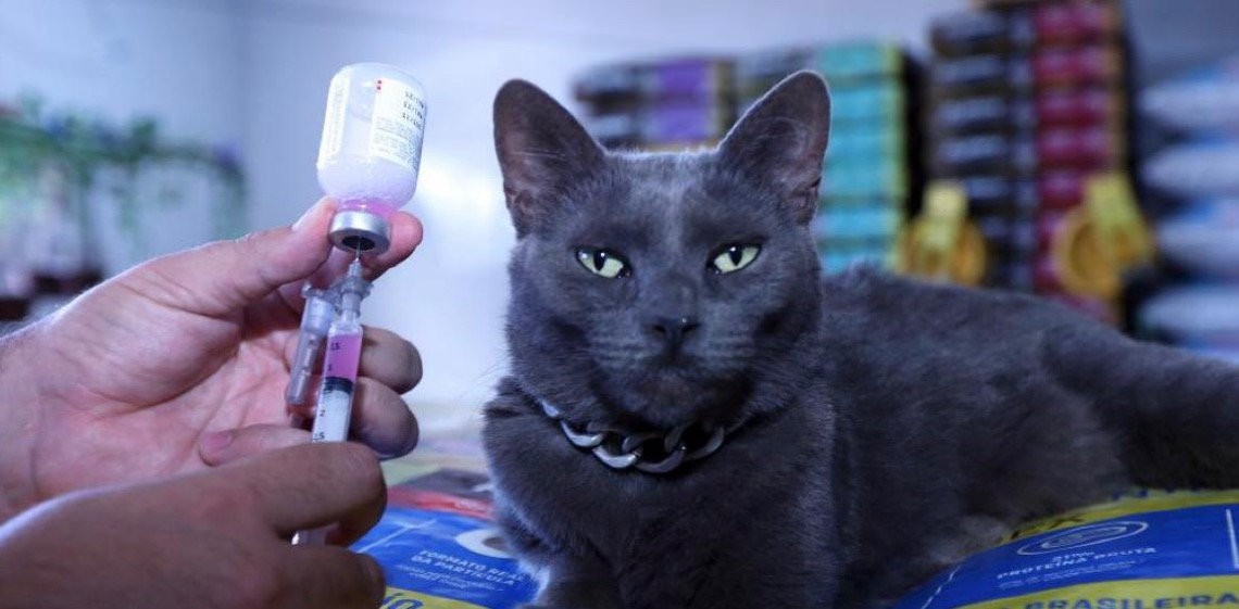 Campanha contra a raiva espera imunizar 160 mil cães e gatos em outubro no DF