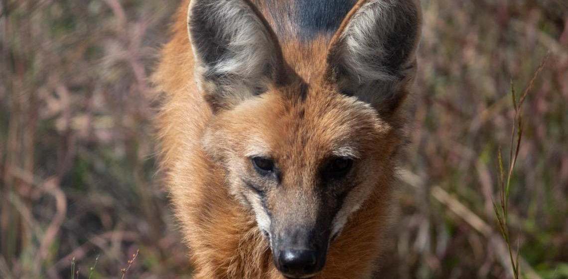 Livro sobre a loba-guará Pequi é lançado no Jardim Zoológico de Brasília