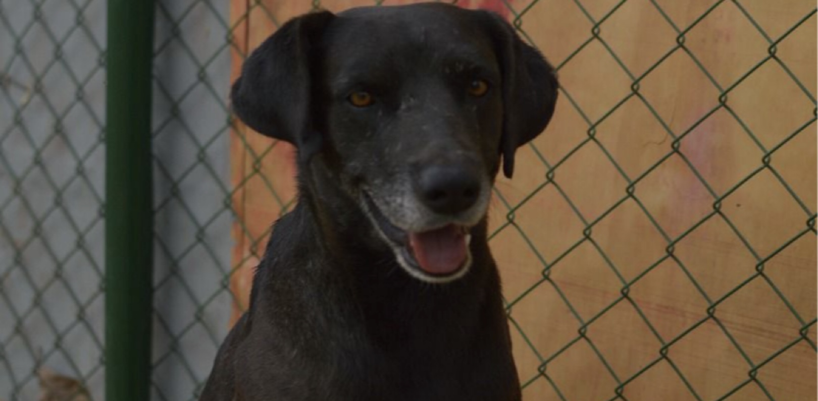 Evento de adoção de cachorro movimentará Parque da Cidade no fim de semana