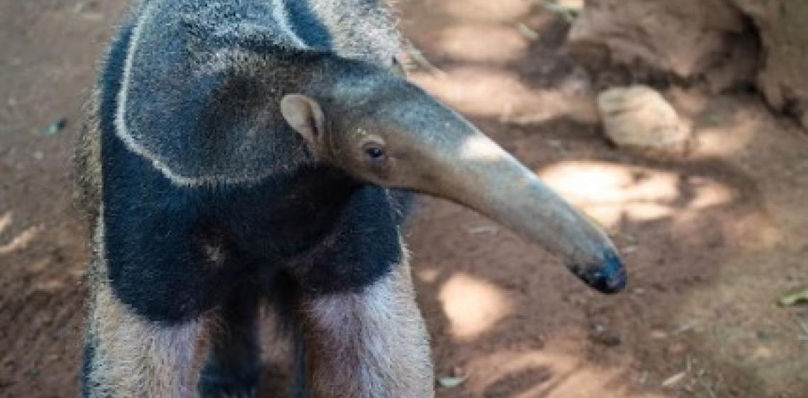 Tamanduá-bandeira resgatado em estado crítico faz fisioterapia no Zoológico de Brasília