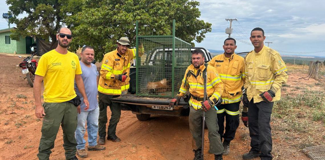 Lobo-guará é resgatado na área rural de Planaltina, no Distrito Federal