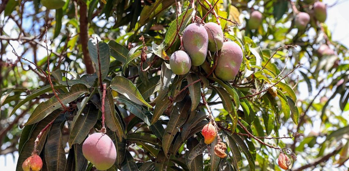 Tempo de manga no DF: População deve ter cuidados na coleta dos frutos em áreas públicas
