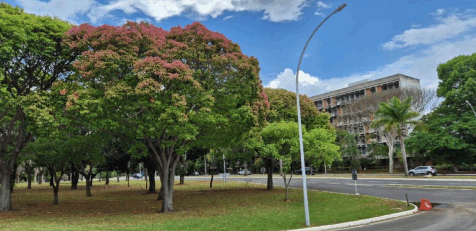Árvores sapucaias colorem o Distrito Federal