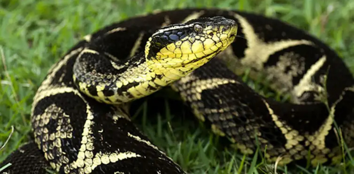 Estudo prevê substituição de roedor em testes antiveneno de serpentes