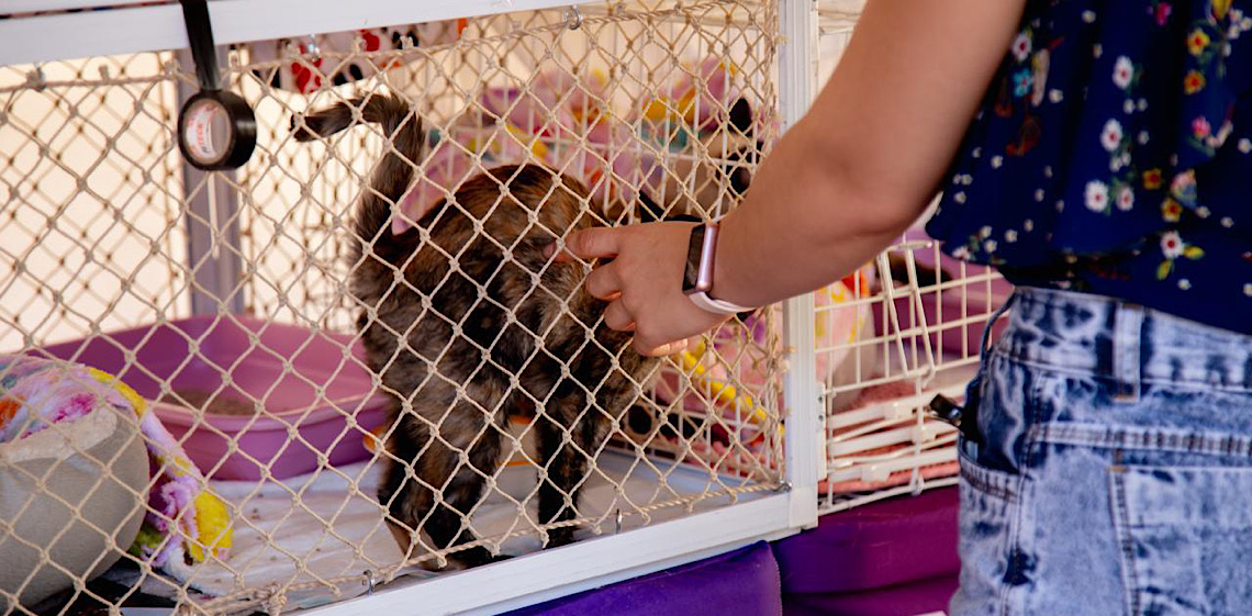 Feira Pet Buriti terá mais uma edição