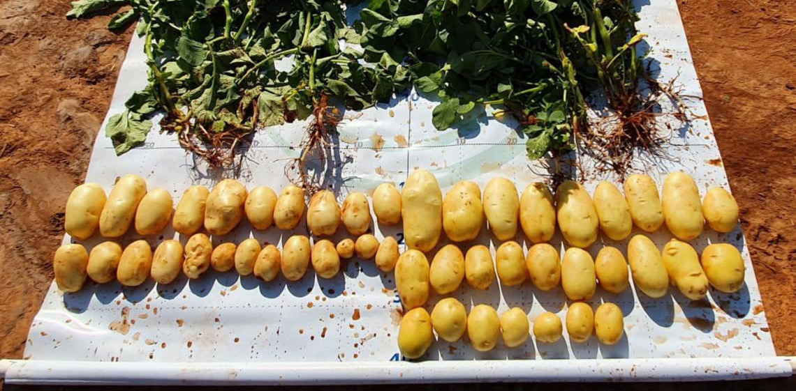 Pesquisa apoiada pela FAPDF mostra o carbono como aliado da agricultura sustentável