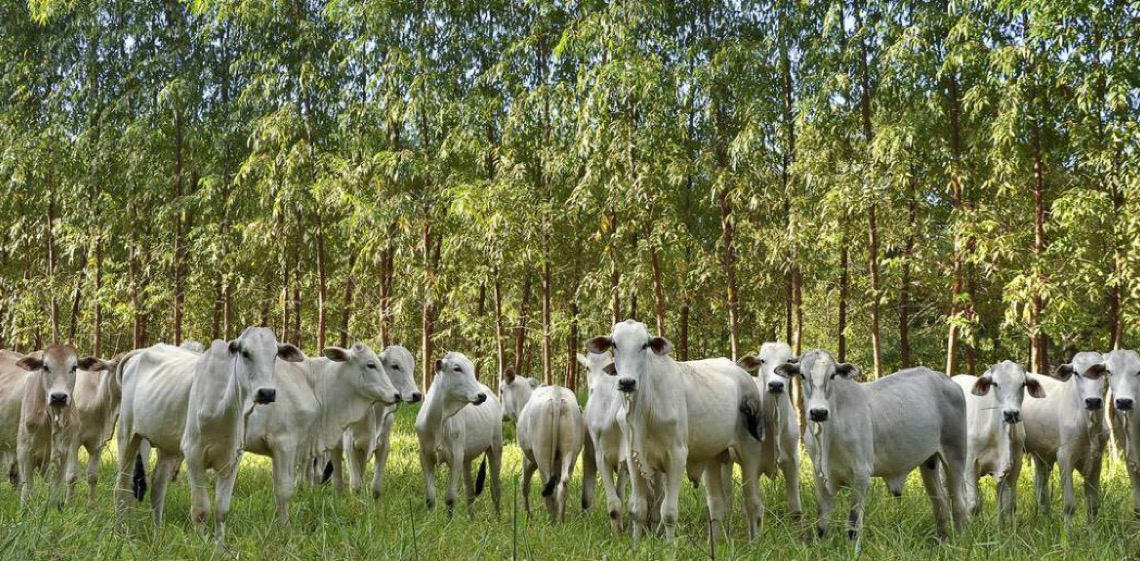 Agricultura sustentável promove conservação e empregos na Amazônia e no Cerrado