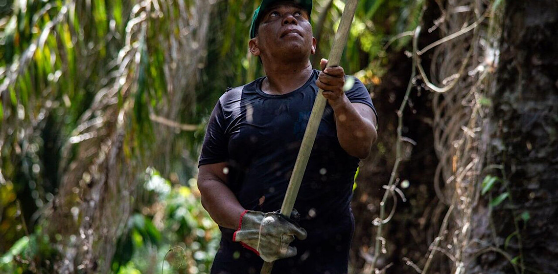 Agricultores do Pará apostam em agrofloresta e exportam açaí e dendê para o mundo