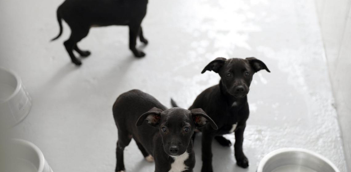 Prazo para preenchimento do Formulário de Protetores de Animais se encerra nesta sexta, 31