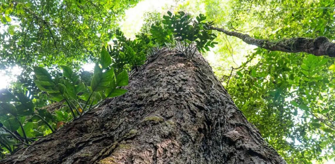 Brasil levará soluções financeiras à COP 30 para frear desmatamento e atrair investimento