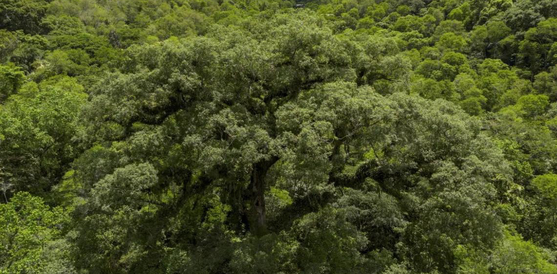Mata Atlântica perde 2,4 milhões de hectares de florestas em 40 anos