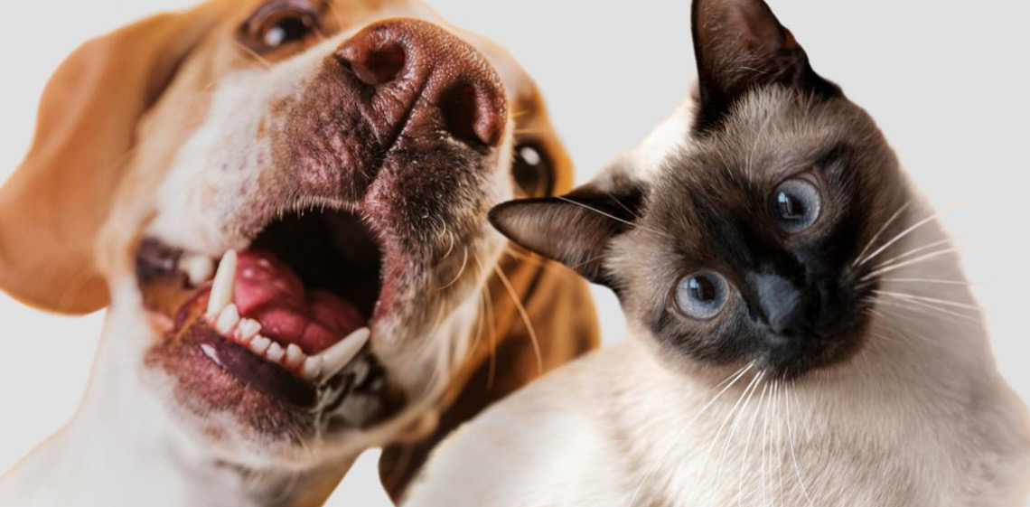 MMA e instituições de ensino superior do DF irão microchipar 10 mil cães e gatos de graça em novembro