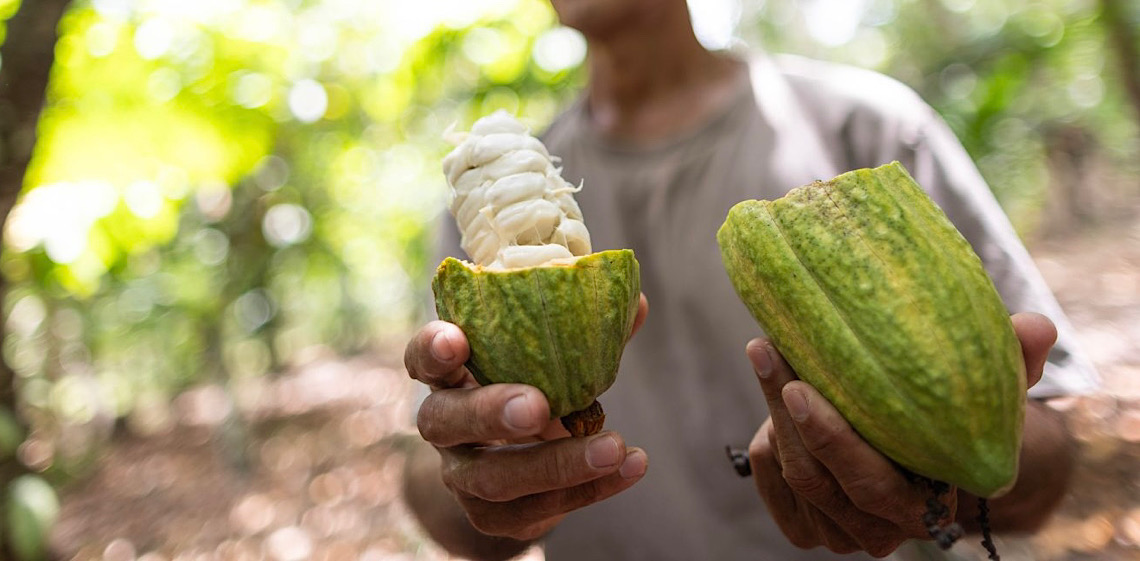 Novos rumos na agropecuária do Pará, sede da COP30